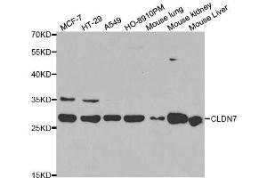 Western blot analysis of extracts of various cell lines, using CLDN7 antibody. (Claudin 7 Antikörper  (AA 29-211))