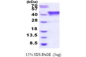 SDS-PAGE (SDS) image for TIA1 Cytotoxic Granule-Associated RNA Binding Protein-Like 1 (TIAL1) (AA 1-375) protein (His tag) (ABIN5854001)