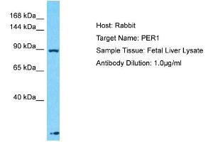 Host: Rabbit Target Name: PER1 Sample Type: Fetal Liver lysates Antibody Dilution: 1. (PER1 Antikörper  (N-Term))