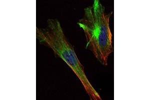 Immunofluorescence analysis of Hela cells using CRTC2 antibody (green). (CRTC2 Antikörper)