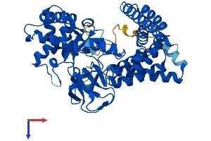 SMYD1 Protein (AA 1-490) (His tag)