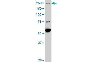 MAP3K4 monoclonal antibody (M11A), clone X1 Western Blot analysis of MAP3K4 expression in NIH/3T3. (MAP3K4 Antikörper  (AA 1201-1300))