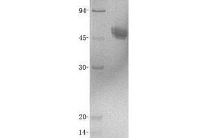Validation with Western Blot
