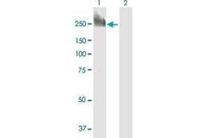 Western Blot analysis of DIP2C expression in transfected 293T cell line by DIP2C MaxPab polyclonal antibody. (DIP2C Antikörper  (AA 1-1556))