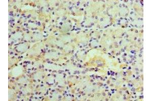 Immunohistochemistry of paraffin-embedded human pancreatic tissue using ABIN7151949 at dilution of 1:100 (EPHX1 Antikörper  (AA 1-455))