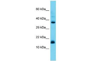 Host: Rabbit Target Name: CNPY2 Sample Type: Placenta lysates Antibody Dilution: 1. (CNPY2/MSAP Antikörper  (Middle Region))