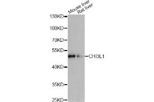 Western blot analysis of extracts of various cell lines, using CHI3L1 antibody (ABIN6292875) at 1:1000 dilution. (CHI3L1 Antikörper)