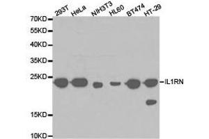 Western Blotting (WB) image for anti-Interleukin 1 Receptor Antagonist (IL1RN) antibody (ABIN1873206) (IL1RN Antikörper)