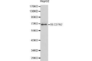 Western blot analysis of extracts of HepG2 cells, using SLC27A2 antibody.