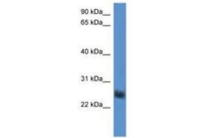 Image no. 1 for anti-Src-like-adaptor 2 (SLA2) (AA 94-143) antibody (ABIN6746843) (SLAP2 Antikörper  (AA 94-143))