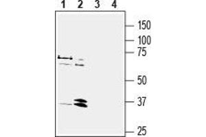 Western blot analysis of human MCF-7 breast adenocarcinoma cell line lysate (lanes 1 and 3) and human HL-60 promyelocytic leukemia cell line lysate (lanes 2 and 4): - 1, 2. (NPY1R Antikörper  (2nd Extracellular Loop))