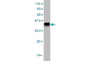 Western Blot detection against Immunogen (36. (FGL2 Antikörper  (AA 24-123))