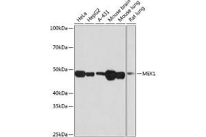 Western blot analysis of extracts of various cell lines, using MEK1 antibody (ABIN7268633) at 1:1000 dilution. (MEK1 Antikörper)