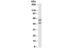 Western blot testing of human lymph node lysate with AIRE antibody at 0. (AIRE Antikörper)