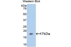 Western Blotting (WB) image for anti-Leptin (LEP) (AA 22-167) antibody (ABIN1078271) (Leptin Antikörper  (AA 22-167))