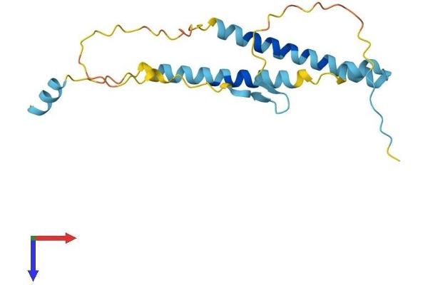 ITGB3BP Protein (AA 1-176) (His tag)