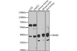 Western blot analysis of extracts of various cell lines, using GN antibody (ABIN7267539) at 1:1000 dilution. (GNAI3 Antikörper  (AA 1-100))