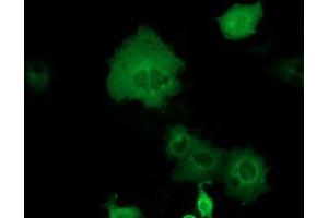 Anti-DYNC1LI1 mouse monoclonal antibody (ABIN2452971) immunofluorescent staining of COS7 cells transiently transfected by pCMV6-ENTRY DYNC1LI1 (RC222010). (DYNC1LI1 Antikörper)