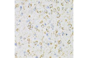 Immunohistochemistry of paraffin-embedded rat brain using LRP Antibody (ABIN3017160, ABIN3017161, ABIN1680715 and ABIN6219979) at dilution of 1:200 (40x lens). (LRPAP1 Antikörper)