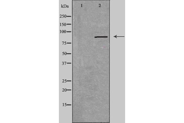 RXFP2 antibody  (N-Term)