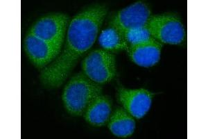 IF analysis of RPL32 using anti-RPL32 antibody (ABIN7601826).