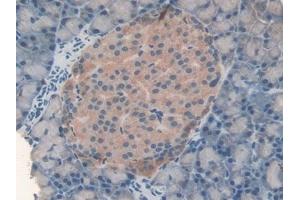 Detection of FASN in Rat Pancreas Tissue using Polyclonal Antibody to Fatty Acid Synthase (FASN) (Fatty Acid Synthase Antikörper  (AA 2243-2505))
