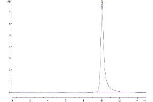 The purity of Cynomolgus IL-3 is greater than 95 % as determined by SEC-HPLC. (IL-3 Protein (AA 20-143) (His tag))