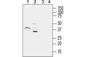 Western blot analysis of mouse  microglia cell line lysate (lanes 1 and 3) and rat brain membranes (lanes 2 and 4):1,2.