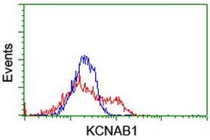 HEK293T cells transfected with either RC207384 overexpress plasmid (Red) or empty vector control plasmid (Blue) were immunostained by anti-KCNAB1 antibody (ABIN2455278), and then analyzed by flow cytometry. (KCNAB1 Antikörper)