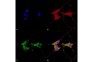 Immunocytochemistry/Immunofluorescence analysis using Mouse Anti-Mitofusin 2 Monoclonal Antibody, Clone S153-5 (ABIN1741234). (MFN2 Antikörper  (AA 370-600) (Atto 390))