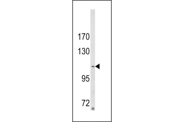 Sorbs2 Antikörper  (N-Term)
