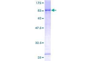 TRIM45 Protein (AA 1-562) (GST tag)