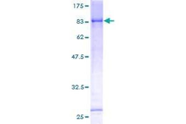 TRIM45 Protein (AA 1-562) (GST tag)