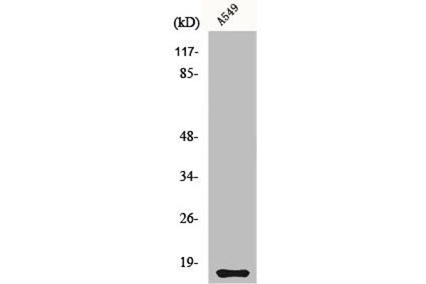 CST11 Antikörper  (C-Term)