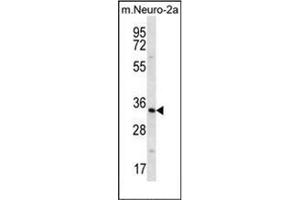 Western blot analysis of Peroxin 14 / PEX14 Antibody (Center) in mouse Neuro-2a cell line lysates (35ug/lane). (PEX14 Antikörper  (Middle Region))