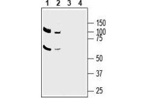 Western blot analysis of mouse brain lysate (lanes 1 and 3) and rat brain membranes (lanes 2 and 4): - 1,2. (SLC1A5 Antikörper  (C-Term, Intracellular))