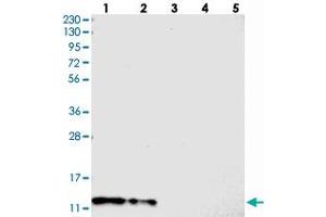 Western blot analysis of Lane 1: RT-4, Lane 2: U-251 MG, Lane 3: Human Plasma, Lane 4: Liver, Lane 5: Tonsil with C7orf59 polyclonal antibody  at 1:250-1:500 dilution. (LAMTOR4 Antikörper)