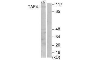 Western blot analysis of extracts from NIH-3T3 cells, using TAF4 antibody. (TAF4 Antikörper)