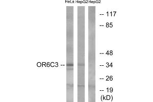 Western blot analysis of extracts from HeLa cells and HepG2 cells, using OR6C3 antibody. (OR6C3 Antikörper  (C-Term))