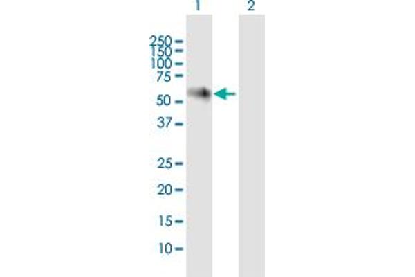 NOXA1 Antikörper  (AA 1-483)