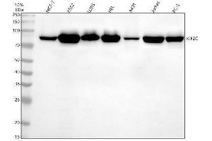 Western blot analysis of MCAK/KIF2C using anti-MCAK/KIF2C antibody (ABIN7605510).