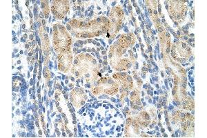 NRCAM antibody was used for immunohistochemistry at a concentration of 4-8 ug/ml to stain Epithelial cells of renal tubule (arrows) in Human Kidney. (NrCAM Antikörper  (N-Term))