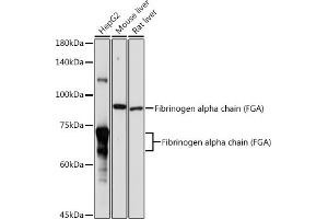 Western blot analysis of extracts of various cell lines, using Fibrinogen alpha chain (Fibrinogen alpha chain (FGA)) antibody (ABIN7267178) at 1:1000 dilution. (FGA Antikörper  (AA 1-100))