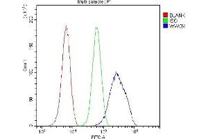 Flow Cytometry analysis of U20S cells using anti-WWOX antibody (ABIN5693294). (WWOX Antikörper  (AA 1-245))