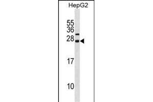 CDKN3 Antibody (N-term) (ABIN1881194 and ABIN2838950) western blot analysis in HepG2 cell line lysates (35 μg/lane).