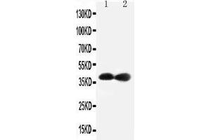Anti-Cdk7 antibody, Western blotting Lane 1: Rat Testis Tissue Lysate Lane 2: Rat Ovary Tissue Lysate (CDK7 Antikörper  (C-Term))