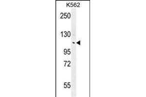 ANKRD18B Antibody (N-term) (ABIN655769 and ABIN2845209) western blot analysis in K562 cell line lysates (35 μg/lane). (ANKRD18B Antikörper  (N-Term))