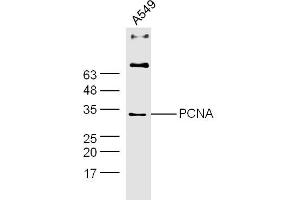A549 lysates probed with PCNA Polyclonal Antibody, Unconjugated  at 1:300 dilution and 4˚C overnight incubation. (PCNA Antikörper  (AA 185-261))