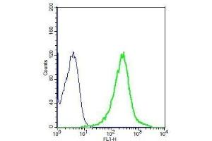 Human A549 cell lysates probed with Rabbit Anti-MRP1 Polyclonal Antibody, Unconjugated . (Multidrug-Resistance Like Protein 1 Antikörper  (AA 501-600))