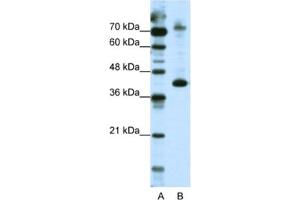 Western Blotting (WB) image for anti-NFKB Repressing Factor (NKRF) antibody (ABIN2461882) (NKRF Antikörper)